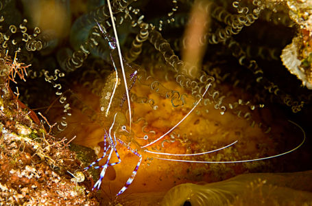 Cleaner Shrimp By Steve Herrick 63(1)