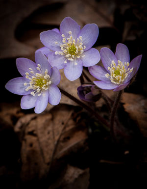 Hepatica By Scott Dunham 027(1)