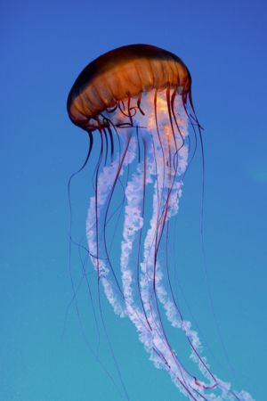 Jelly Fish By Carl Close 75(1)