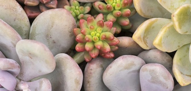 succulents-by-jean-johnson-311-1024x819
